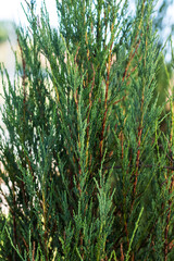 Close-Up of Green Coniferous Shrub with Fine Needle Leaves