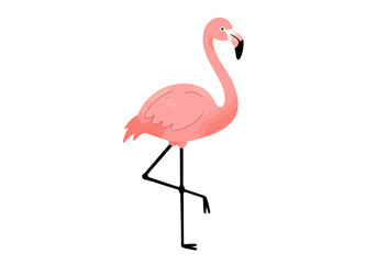 Fototapeta premium Pink Flamingo Illustration Standing on One Leg Isolated on White.