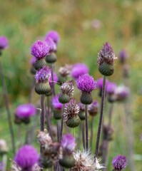 Cirsium Helenioides (Melancholy Thistle) flowering in Austrian Alps.
