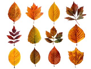 Collection of autumn leaves pressed flat and organized with equal spacing, warm tones, isolated on transparent background.
