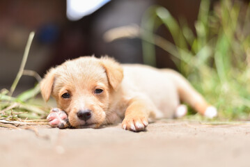 A Cute White Puppy Lying on the Floor