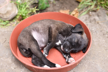 A Cute Grey, Brown, Black Puppy with White Paws Resting in a Bowl