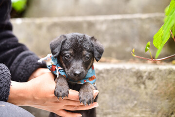 A Cute Black Puppy with Brown Paws and Bandana Held in Hand