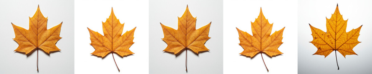 Fototapeta premium Five golden autumn leaves arranged on a white background 
