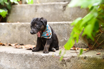 A Cute Black Puppy with Brown Paws and Bandana Sitting on Stairs Yawning