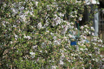 arbre en fleur