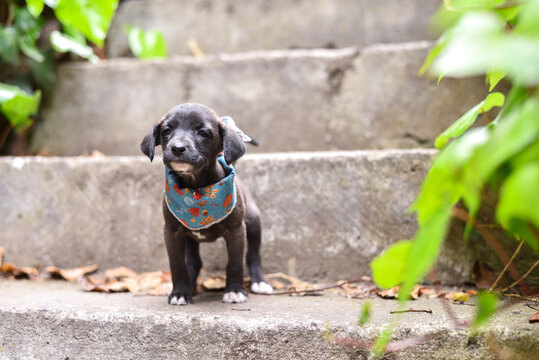 A Cute Grey, Brown, Black Puppy with White Paws and Bandana Standing on Stairs