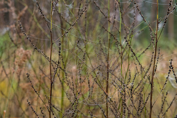 grass in the wind