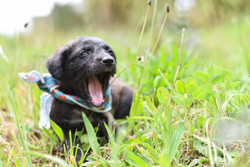 A Cute Black and Brown Puppy with Bandana Lying in a Meadow Yawning
