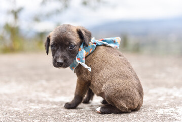 A Cute Grey and Brown Puppy with White Paws and Bandana Sitting on Terrace