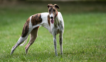 greyhound
