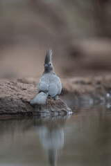 Grey Go-away-bird (Corythaixoides concolor) perched at the water&rsquo;s edge with reflection