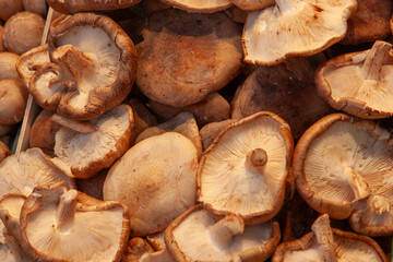 Shitake Mushrooms