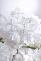Macro photo of delicate white lilac petals with dew drops in soft light for wedding and floral design