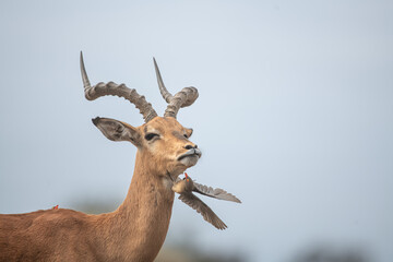 an impala with an oxpecker bird on its neck