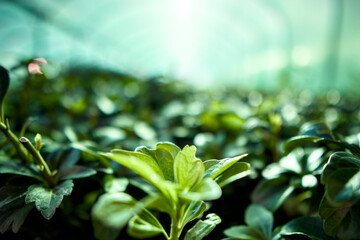 close up of leaves and plants in a. greenhouse