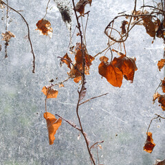 Dry autumn leaves against a window