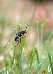 Soldier beetle sitting on  a blade of grass