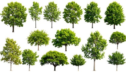 Collection of various trees against white background (4)
