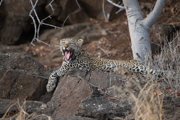 leopard yawning or roaring while resting on rocks