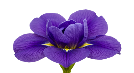 A vibrant purple iris basking in the light a symbol of hope and new beginnings in the quiet on transparent background