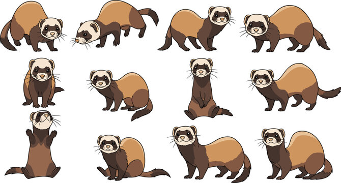 Cartoon ferrets in various poses, detailed drawing. Cute animals, playful, illustration, wildlife, pet, character design, cartoon, mascot, funny, comic