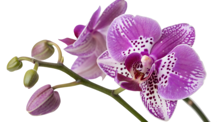 A closeup of a vibrant purple orchid flower with delicate spots, isolated on transparent background, showcasing its beauty and intricate details