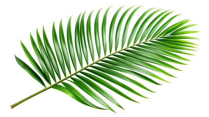 Obraz premium A vibrant green palm leaf, a tropical plant isolated on transparent background, perfect for summer and vacation themes