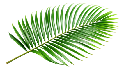 A vibrant green palm leaf, a tropical plant isolated on transparent background, perfect for summer and vacation themes