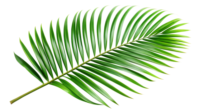 A vibrant green palm leaf, a tropical plant isolated on transparent background, perfect for summer and vacation themes