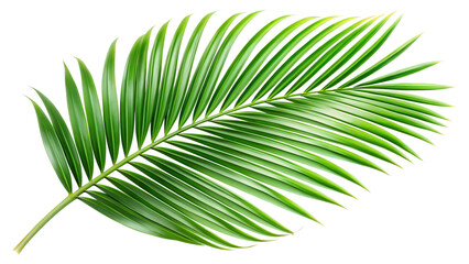 Obraz premium Closeup of a vibrant green palm leaf, showcasing its intricate details and natural beauty, isolated on transparent background