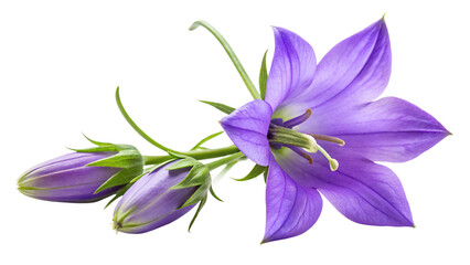 Closeup of a beautiful purple bellflower with buds, showcasing its delicate petals and vibrant color, isolated on transparent background