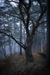 Twisted Guardian Tree on a Fog-Covered Forest Path