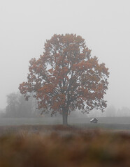 Massive Autumn Tree in Quiet Foggy Field With Tiny Wooden Cabin Beneath