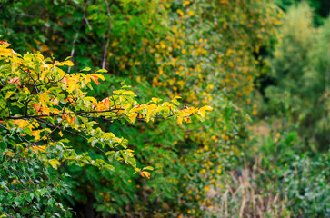 Vibrant autumn foliage on a single branch with colorful leaves in natural light close-up