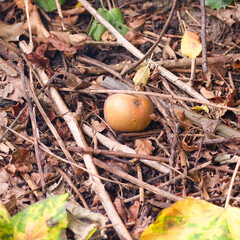 Russet apple on the ground