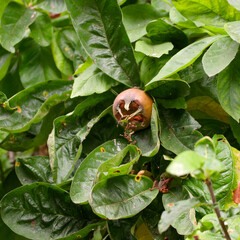 Medlar fruit on a tree
