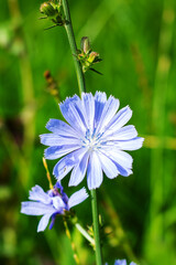 Delicate Blue Chicory Flower in a Lush Green Background