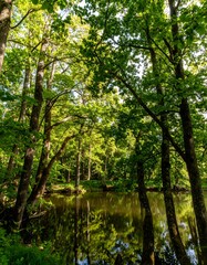 Fototapeta premium Lush forest reflecting on a tranquil stream