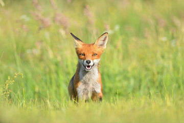 Fuchs im Gras