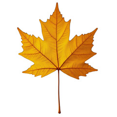 Obraz premium autumn maple leaf on transparent background