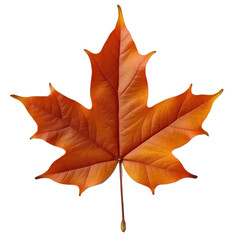 Obraz premium brown autumn maple leaf on transparent background