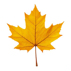 Obraz premium autumn maple leaf on transparent background