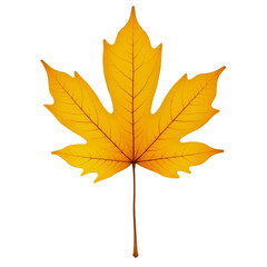 autumn maple leaf on transparent background
