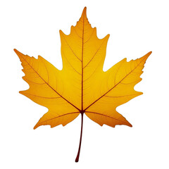 Obraz premium autumn maple leaf on transparent background
