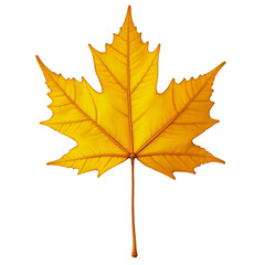 Obraz premium autumn maple leaf on transparent background