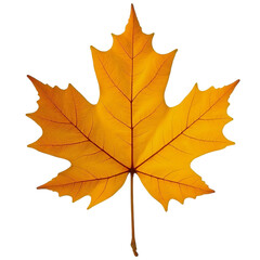 Obraz premium orange autumn maple leaf on transparent background