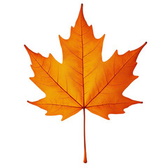 Fototapeta premium orange autumn maple leaf on transparent background