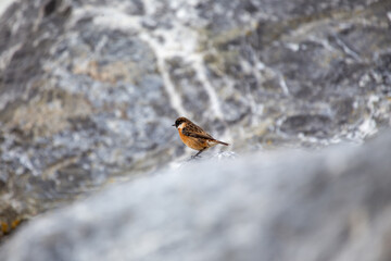 Male Stonechat (Saxicola rubicola) on Bull Island, Dublin, a bird of coastal areas.