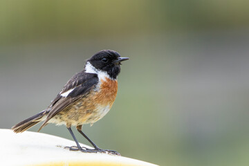 Male Stonechat (Saxicola rubicola) on Bull Island, Dublin, a bird of coastal areas.